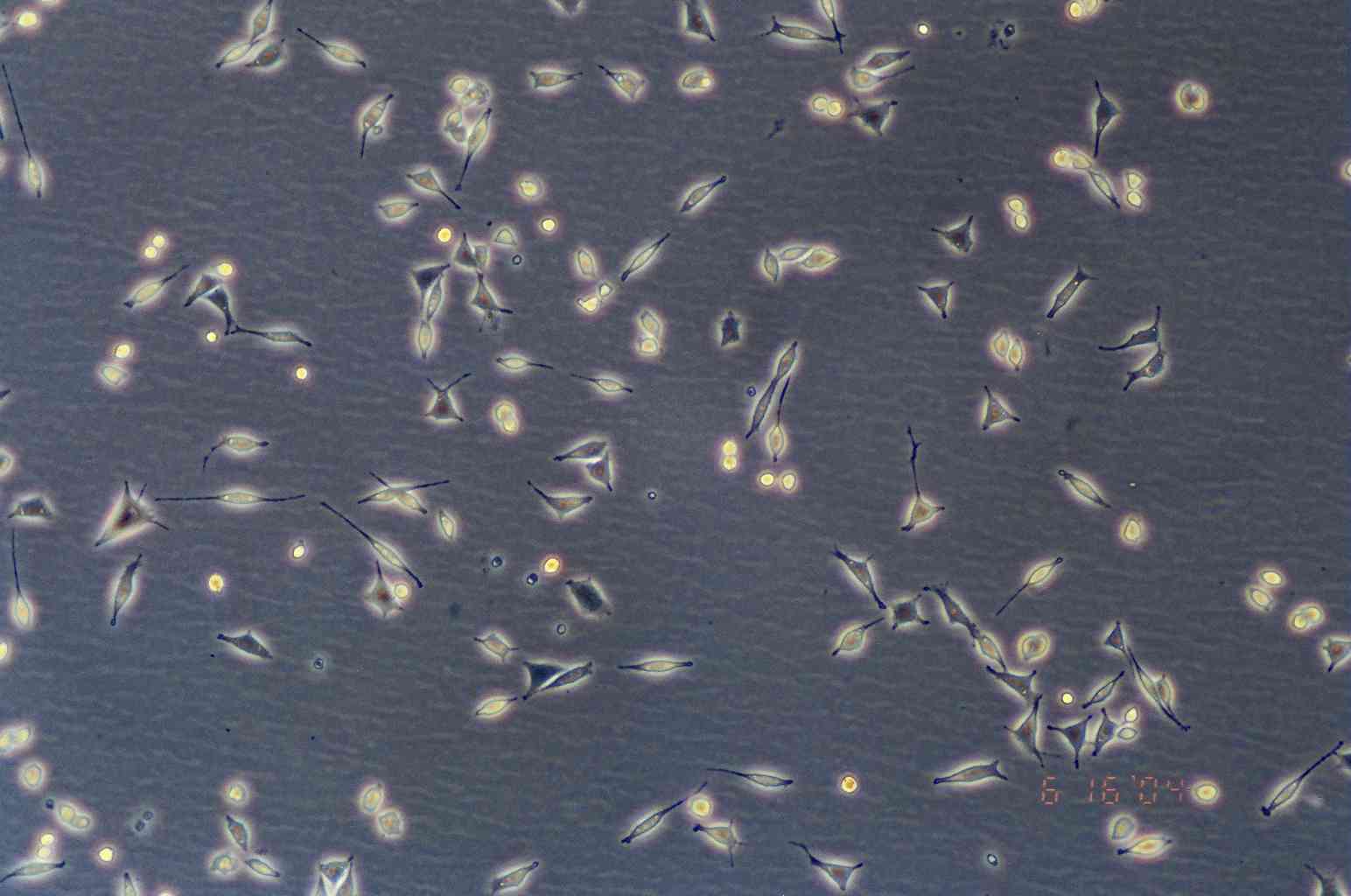 L Wnt-3A细胞图片